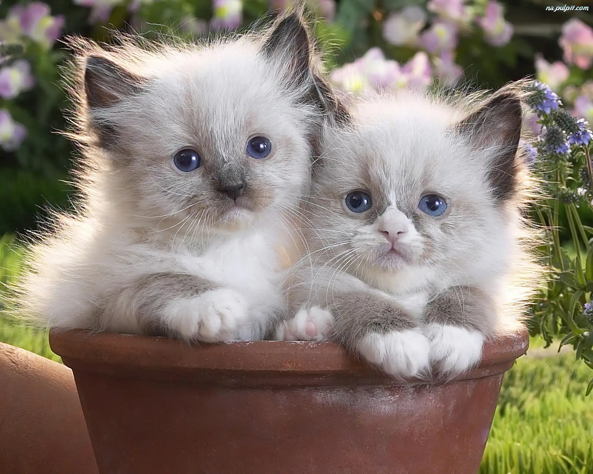 Donica, Małe, Dwa, Kotki Na Pulpit